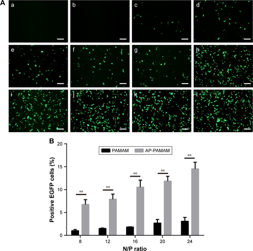 Figure S1 The in vitro transfection efficiency (A) and the quantitative assay through flow cytometry (B) using pEGFP-N3 in HeLa cells as a model: (a) control; (b) free pEGFP-N3; (c–g) PAMAM/pEGFP-N3 transfection at N/P ratios of 8, 12, 16, 20, and 24, respectively; and (h–l) AP-PAMAM/pEGFP-N3 transfection at N/P ratios of 8, 12, 16, 20, and 24, respectively.Notes: The scale bar is 400 μm. **P<0.01.Abbreviations: AP-PAMAM, 2-amino-6-chloropurine-modified PAMAM; PAMAM, polyamidoamine.