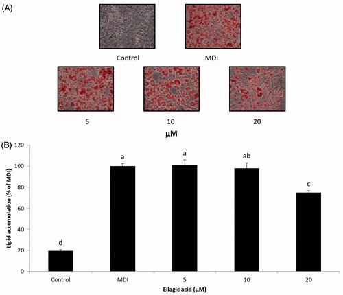 Figure 8. Effect of compound 2 on lipid accumulation in 3T3-L1 adipocytes. (A) The morphological changes associated with cell differentiation were photographed after Oil Red O staining. (B) Stained lipids were extracted and quantified by measuring absorbance at 570 nm. Each value is expressed as the mean ± S.D. Values with different superscripts are significantly different at p < 0.05. Control: undifferentiated preadipocyte; MDI: differentiated adipocyte.