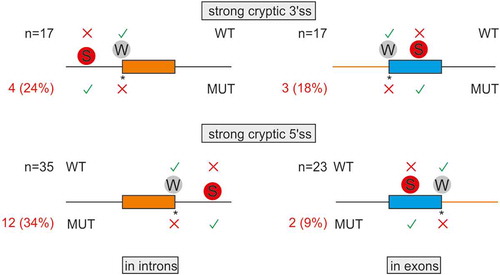 Figure 2. Intron and exon size constraints that hold back strong contenders. Location of 92 pairs of strong-cryptic (S) and weak-authentic (W) splice sites in introns (left) and exons (right). Their location is denoted by circles. For each pair, the ME score of cryptic site was higher than for its authentic counterpart (Table S1). Activation of each cryptic site resulted in human genetic disease (Table S1). Introns are denoted by horizontal lines, exons by boxes. WT, MUT; wild-type and mutated splice sites, respectively. Asterisk, mutation; X, splice-site repression; √, splice-site activation. The total number of S-W pairs in each group (N) is shown to the left. The number of aberrant 3’ss (top) or aberrant 5’ss (bottom) with small (≤100 nt) adjacent exons (left) or small (≤200 nt) adjacent introns (right) is in red; their proportions are in parentheses. Size-restricted segments are in orange