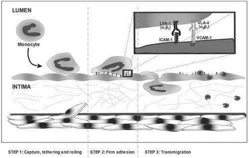 Figure 1 Cell adhesion molecules and early atherosclerotic plaque formation. Cell adhesion molecules, including VCAM-1 and ICAM-1, are expressed on the surface of endothelial cells in response to inflammatory stimuli. Monocytes and other leukocytes bind to the cell adhesion molecules via their own specific cell adhesion molecules called integrins. Integrin leukocyte function antigen-1 (LFA-1) binds ICAM-1 and very-late antigen-4 (VLA-4) binds VCAM-1 (insert). The binding of the monocytes to endothelial cells subsequently triggers the tethering, rolling, and subsequent migration of the monocytes into the subintima.