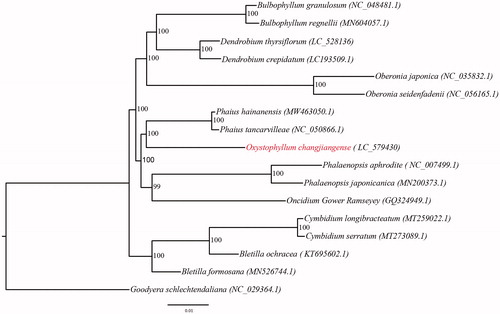 Figure 1. Maximum-likelihood tree of Orchidaceae species based on the whole chloroplast genome sequences with Goodyera schlechtendaliana as outgroup. Numbers near the nodes represent ML bootstrap values. Oxystophyllum changjiangense is highlighted in red. The contents in parentheses are accession numbers of chloroplast genomes. Oxystophyllum changjiangense is sister to Phaius tancarvilleae with 100% support.