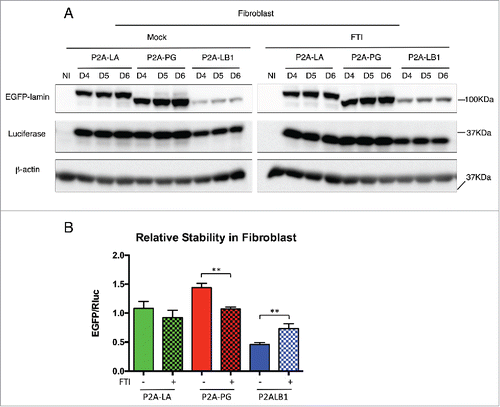 Figure 5. Effects of FTI on lamins relative stabilities in human fibroblasts. (A) Western blotting analysis of viral infected fibroblasts upon the treatment of FTI. DMSO treated cells were mock control. (B) Quantification of the relative stability in (A) is presented as EGFP/luciferase ratios. Bar graph shows the average of day 4 to day 6 data. Results were generated from 3 biological replicates. *P < 0.05, **P < 0.01. P2A-LA, P2A-PG and P2A-LB1 refer to the constructs of luciferase-P2A-lamin A, luciferase-P2A-progerin and luciferase-P2A-lamin B1.