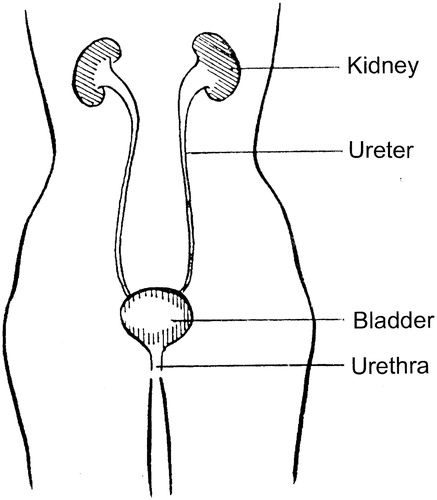 Figure 3. The urinary tract.