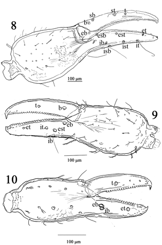 Figures 8–10. Cocinachernes akalchesis, 8 Chela female. 9 Chela deutonymph. 10 Chela protonymph. Scale bar 8 and 9 = 200 μm; 10 = 100 μm.