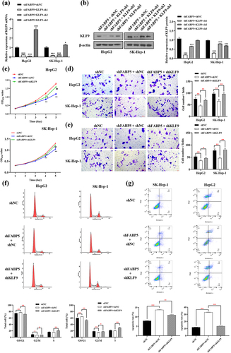 Figure 5. KLF9 knockdown reversed the phenotypes caused by FABP5 knockdown in HCC cells. a-b, HepG2 and SK-Hep-1 cells upon co-transfection of shFABP5 with shKLF9 showed significantly reduced KLF9 expression at the mRNA and protein levels. c, CCK-8 assay showed that shKLF9 significantly reversed the inhibition of proliferation induced by FABP5 knockdown in HCC cells. d, transwell migration assay revealed that shKLF9 significantly rescued the migratory inhibition induced FABP5 knockdown in HCC cells. e, transwell invasion assay revealed that shKLF9 significantly rescued the inhibition of invasion induced by FABP5 knockdown in HCC cells. F, KLF9 knockdown reversed the cell cycle arrest caused by FABP5 knockdown in HCC cells. PI fluorescence pattern was applied for cell-cycle distribution. G, KLF9 knockdown reversed the apoptosis caused by FABP5 knockdown in HCC cells. HepG2 and SK-Hep-1 cells were stained with Annexin-V FITC and PI to be measured apoptosis. Apoptotic cells are presented in the right-lower (Q3, early apoptosis) and right-upper (Q2, late apoptosis) quadrants of the plots. Results are presented as mean ± S.E.M. (N = 3). * p < .05, ** p < .01, and ***p < .001 as compared with the vehicle control. Results were averaged from three independent experiments and presented as percentage of control levels. FITC, fluorescein isothiocyanate; PI, propidium iodide.