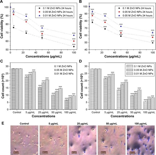 Figure 9 Effect of 0.1M, 0.05M, and 0.01M synthesized ZnO NPs on the (A) viability of MDa-MB 231 cells, (B) viability of McF-7 cells, (C) proliferation of MDa-MB 231 cells, (D) proliferation of McF-7 cells. (E) Typical phase-contrast light-microscopy images obtained from tryphan blue exclusion assay of MDa-MB 231 and (F) McF-7 cell lines. Typical phase-contrast light-microscopy images (20×) of plasma membrane blebs (directed by an arrow) induced by synthesized ZnO NPs on (G) MDA-MB 231 and (H) MCF-7 cell lines (I) Predicted mechanism behind cytotoxic activity of biosynthesized ZnO NPs using A. lebbeck stem bark against breast cancer lines. *P<0.05, **P<0.01, ***P<0.0001.Abbreviation: ZnO NPs, zinc oxide nanoparticles.