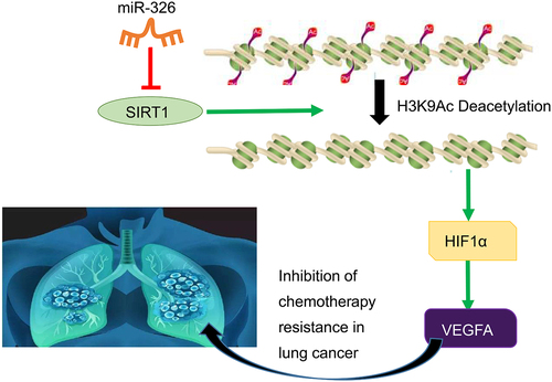 Figure 9. The molecular mechanism graph of the regulatory network and function of SIRT1. MiR-326 downregulates transcription factor HIF1α to upregulate VEGFA via blocking histone deacetylase SIRT1, whereby inhibiting chemotherapy resistance in NSCLC.