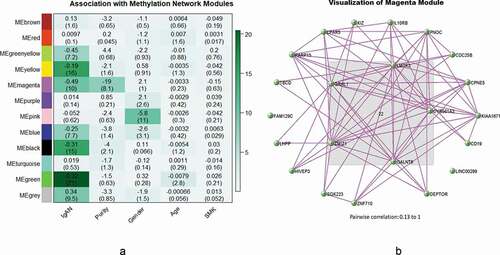 Figure 3. (a) Heatmap of association with methylation network modules: correlation coefficient of linear mix model between module eigengene(ME) and IgAN status (IgAN), cell purity (Purity), gender and smoking status(SMK) is reported with the -log10(p-value) given inside the bracket; the degree of -log10(p-value) is illustrated with the colour legend. (b) Visualization of Magenta Module: genes in the centre are the hub genes, pairwise correlation: 0.13 to 1