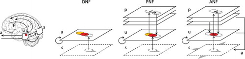Figure 1. Different neural field models used to detect and track a moving target. The original DNF equation may converge on a limit cycle attractor in presence of the target, yet lagging behind it. On the contrary, the projections of the PNF version allows to converge and synchronise with the target motion. If the target crosses the visual field, only the ANF version is able to smoothly track the target, thus mimicking the dynamics of the brain–body-environment system through visuomotor interactions.