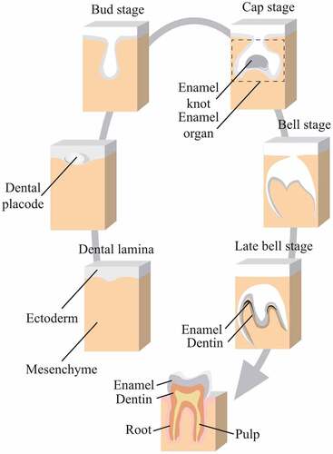 Figure 4. Development of enamel organ.