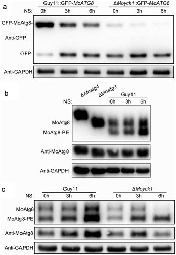 Figure 6. Autophagy is negatively regulated by MoYck1 in M. oryzae. (a). Observation of autophagic affluxes in Guy11 and ΔMoyck1. The degradation of GFP-MoAtg8 was observed via western blotting with an anti-GFP antibody. GAPDH was used to indicate the loading amount of total protein. (b). Lipidation of MoAtg8 observed in M. oryzae. Lipidation of MoAtg8 was observed in ΔMoatg4, ΔMoatg3 and Guy11 under nitrogen starvation conditions for 3 and 6 hours via western blotting with anti-MoAtg8. (c). Lipidation of MoAtg8 compared with that in Guy11 and ΔMoyck1. Lipidation of MoAtg8 and the amount of MoAtg8 were observed in Guy11 and ΔMoyck1. The protein GAPDH was used as a loading control.