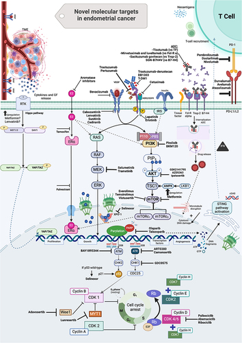 Figure 2 Novel molecular targets in endometrial cancer (EC). Numerous pathways are involved in EC and they have become targets of interest in the development of current therapies. Different agents have been studied alone or in combination approaches to target cross-talk pathways including PI3K/AKT/mTOR, HER2, DNA damage response pathway, hormone receptors, cancer microenvironment (ie immune cells, cytokines, angiogenic factors, growth factors), and metabolic vulnerabilities and improve drug delivery by leveraging cancer cell surface antigens. A deepened understanding of the molecular subtypes of EC, genomic diversity and oncogenic drivers will improve translational research and derive in recognition of mechanisms of resistance and molecularly driven therapy.Citation16 Created with Biorender.com.