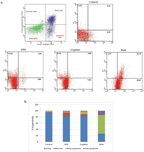 Figure 3. Effect of cisplatin and EPO on A549 cell apoptosis. (a) the cell death of A549 cells treated with cisplatin alone, EPO alone and in combination. (b) % of gated cells in each quarter (normal, necrotic, early and late apoptotic cells) after treatment with cisplatin alone, EPO alone and in combination.