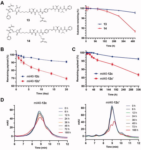 Figure 3. Stability studies of the maleamic methyl ester-based conjugates and ADCs. (A) The structures and stabilities of the model molecules in the presence of GSH. The results are shown as the means ± SD (n = 3/group). (B, C) The stability of the maleamic methyl ester-based and maleimide-based ADCs in the presence of NAC and albumin, respectively. The results are shown as the means ± SD (n = 3/group). (D) Changes in HIC data of the maleamic methyl ester-based and maleimide-based ADCs over time.