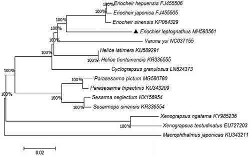 Figure 1. Phylogenetic tree derived from Neighbor Joining based on 13 protein coding genes. Fourteen mitogenome sequences were obtained from GenBank and included in the tree with their accession numbers. The GenBank accession numbers are indicated after the scientific name. The percentage at each node is the bootstrap probability.