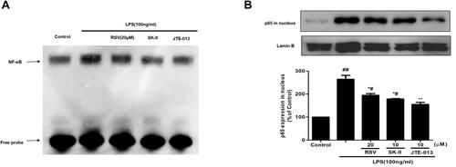 Figure 4 Effect of RSV on NF-κB activation in LPS-induced RMCs’ proliferation. RMCs were pretreated with RSV at the indicated concentrations or SK-II or JTE-013 for 2 h, followed by LPS stimulation for 30 min. (A) Nuclear extracts were subjected to EMSA to examine NF-κB DNA-binding activity. (B) NF-κB p65 expression in nucleus was examined by Western blot. Experiments were performed in triplicate with similar results. Data are means ± SEM. #P<0.05 vs Control, ##P<0.01 vs Control; *P<0.05 vs LPS-treated group, **P <0.01 vs LPS-treated group.