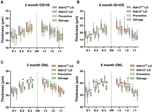 Figure 5 Quantitative analysis of histological differences after gene therapy in four groups.  The thicknesses of the combined IS and OS, ONL were measured every 400 µm across both the superior (S1-3) and inferior hemispheres (I1-3).(A) (3 months)/ (B) (6 months): quantification of the thickness of OS+IS of the retina from four groups. (C) (3 months)/ (D) (6 months): quantification of the thickness of ONL of the retina from four groups. Results were presented as median (min - max). n=8–12 per group. *P <0.05; **P <0.01 vs Rdh12+/+-LD group. #P < 0.05 vs Rdh12−/−-LD group. ΔP < 0.05 vs preventive group.