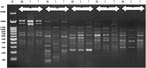 Figure 5. Polymerase chain reaction (PCR) amplification products obtained with a random amplified polymorphic DNA (RAPD) of Harmal (R. stricta Decne). (a) Primer (OPB-03), (b) Primer (OPB-05), (c) Primer (OPB-10), (d) Primer (OPC-02) and (e) Primer (OPC-03). Lane M molecular marker (100 bp to 3 kbp), Lane Hb represents control (none preserved) plant and lanes 5 and 7 represent preserved plantlets.