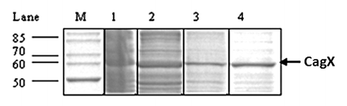 Figure 2. SDS-PAGE showing partial purification of recombinant CagX. Lane 1–4 represent 30% ammonium sulfate fraction, flow through, washing and NaCl eluted recombinant protein respectively. M indicates standard molecular size markers. Arrow indicates position of the recombinant protein. Gel was stained with Coomassie blue.