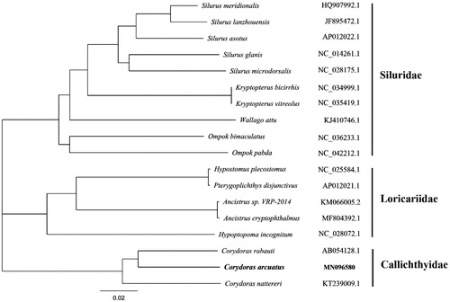 Figure 1. Neighbour-Joining phylogenetic tree based on the complete mitochondrial genome sequence. Note: the bold Latin name represents the species in this study. The codes followed the Latin names were GenBank accession numbers for each mitogenomes.