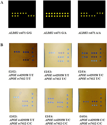 Figure 1 The PCR-microarray test results of all genotypes in different polymorphisms. ALDH2 rs671 (A); APOE rs429358 and rs7412 (B).
