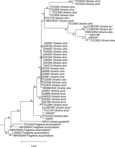 Fig. 2. Phylogenetic position of Ulnaria goulardii (ASV2) in the ML tree. Bootstrap values are given for each node and the scale bar gives the number of substitutions per site. ‘*’ indicates sequences added in the phylogeny using the multifurcating constraint.