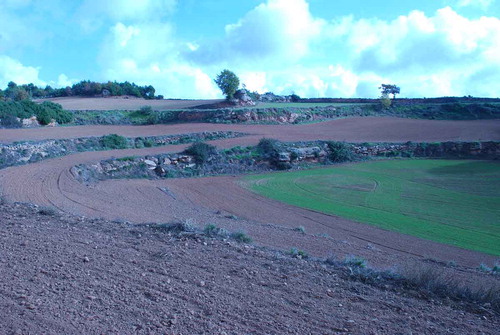 Figure 1. Braided terraces being cultivated at l’Espanyol, Els Prats de Rei, Catalonia. Photo: Sam Turner, November 2014.