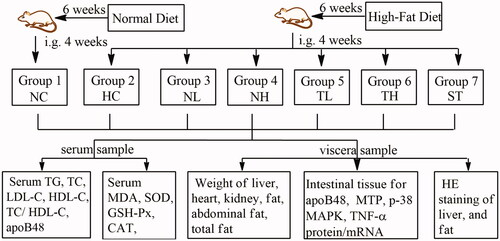 Figure 1. Experimental procedure. High-fat-diet induced hyperlipidaemic rats were treated with Cyclocarya paliurus extracts for 4 weeks, following with the determination of lipid metabolism, antioxidant activity, serum apoB48 content and intestinal apoB48, MTP, MAPK and TNF-α expression levels. Groups: normal control (NC), hyperlipidaemic control (HC), hyperlipidaemic rats treated with neutral fraction (NL and NH) at 0.15 and 0.3 g/kg doses and triterpenic acids-enriched fraction (TL and TH) at 0.2 and 0.4 g/kg doses, respectively, and simvastatin tablets (ST).