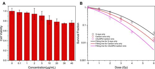 Figure 3 Cell viability of gold nanoparticles and the radiation enhancement in cells. (A) Viability of B16-F10 cells in the presence of mAuNPs at various concentrations. (B) Survival curves of B16-F10 cells with or without mAuNPs in co-culture (mAuNPs concentration of 6 μg/mL) after carbon ion irradiation. The survival curve of B16-F10 cells exposed to X-rays is shown in order to calculate the RBE values under the conditions of carbon ion irradiation with and without mAuNPs.