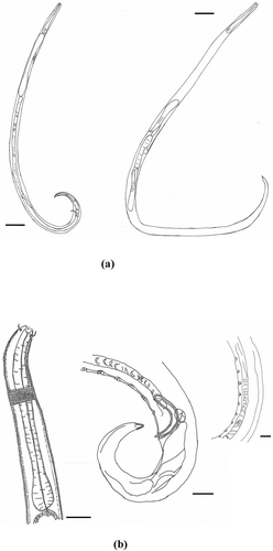 Figure 2. (a) Chromadorita regabi sp. nov. Drawings of the male (left) habitus and female (right) habitus. (b) Chromadorita regabi sp. nov. Drawings of the male anterior part (left), the copulatory apparatus (centre) and the nine preanal supplements (right). Scale bars: A = 100 μm; B = 100 μm, 20 μm and 10 μm (from left to right).