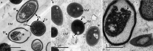 Figure 3. Ultrathin sections of CAs produced by B. pseudobassiana. A. Internal ultrathin section showing variable shapes and sizes of cells, corresponding to blastospores (Bl) and Conidia (Co) with outer layer (OL), internal membrane (IM) and extracellular matrix (EM). Asterisc shows the last phase of lysis of a cell. B. Submerged conidia showing nuclear membrane (NM), OL, IM and Lipid (L) surrounded by EM. C. Cell containing membranous structures corresponding to Lomasomes (Lo)