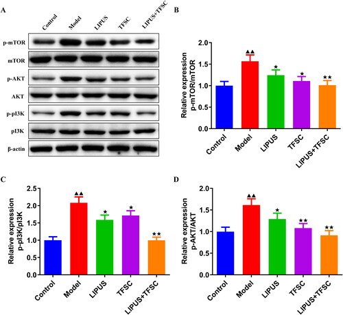 Figure 4. LIPUS combined with TFSC inhibit the PI3K/AKT/mTOR pathway in POF rats. (A–D) Western blot was used to detect the protein expression levels of p-PI3K/PI3K, p-AKT/AKT, p-mTOR/mTOR in rats ovarian tissues, n = 3, compared with control group, ▲p < .05, ▲▲p < .01; compared with model group, ★p < .05, ★★p < .01. PI3K: Phosphatidylinositol 3-kinase; AKT: protein kinase B; mTOR: mammalian target of rapamycin.