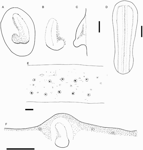 Figure 8 Mastigoteuthis cf. dentata. A–E, NIWA 48885, ♀, ML 55 mm; F, NIWA 75806, ♂, ML unknown (damaged; LRL 3.34 mm). A, left funnel-locking cartilage; B, left mantle-locking cartilage; C, left mantle-locking cartilage profile view; D, nuchal cartilage; E, proximal view of aboral photophores on Arms IV; F, internal mantle pigmentation. Scale bars = A–E, 1 mm; F, 5 mm.