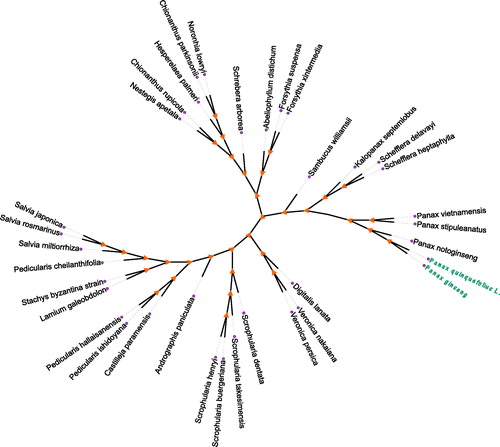 Figure 1. Phylogenetic tree of Panax quinquefolius L. and other 34 plant complete chloroplast genomes which yielded by Maximum-likelihood analysis. The phylogenetic tree was drawn without setting outgroup. All nodes exhibit above 90% bootstraps. The length of branch represents the divergence distance. The NCBI database accession number of Panax quinquefolius L. to Panax ginseng in the counterclockwise direction is KP036468.1, KX247147.1, KU059178.1, KT748629.1, KC456166.1, KC456167.1, KX510276.1, MG255756.1, MF579702.1, KT274029.1, MG255767.1, MG255759.1, MG255752.1, LN515489.1, MG255753.1, MG255758.1, KY646163.1, KR232566.1, HF586694.1, KY751712.1, KU724141.1, KY562590.1, MG770330.1, KU170194.1, KT959111.1, KF150644.2, MF861203.1, KP718626.1, KP718628.1, MF861202.1, KT724052.1, KT633216.1, KY085895.1, KM067389.1.