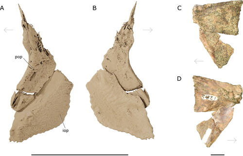 Figure 10. Left preopercle and interopercle of †Iridopristis parrisi. Holotype (NJSM GP12145), Hornerstown Formation, early Paleocene (Danian), New Jersey, USA. Rendered µCT model in A, lateral and B, mesial views. Photographs of operculum in C, lateral and D, mesial views. Abbreviations: iop, interopercle; pop, preopercle. Arrows indicate anatomical anterior. Scale bar represents 5 cm for panels A and B, and 1 cm for panels C and D.