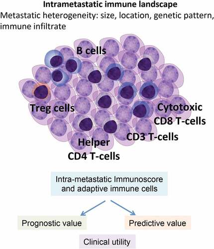 Figure 1. Intrametastatic immune infiltrates quantified in the core and invasive margin of the tumor are summarized in the Immunoscore (CD3 and CD8) of all resected metastases of stage IV colorectal cancer patients. Immunoscore and adaptive immune cells evaluation have prognostic and predictive information with important clinical impact.