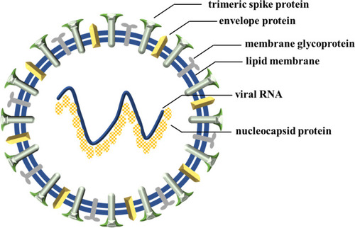 Figure 1 Schematic diagram of coronavirus.