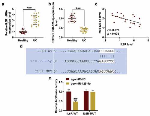 Figure 1. The decreased expression of miR-125-5p in ulcerative colitis (UC) is related to the increased expression of its target IL-6 R. (a) The expression of IL-6 R in serum specimens of healthy (n = 19) and UC groups (n = 20) was detected by reverse transcription real-time quantitative polymerase chain reaction (RT-qPCR). (b) The expression of miR-125-5p in serum specimens of healthy (n = 19) and UC groups (n = 20) was detected by RT-qPCR. (c) The correlation between IL-6 R and miR-125-5p expression in UC samples was analyzed by Pearson (r = −0.575, p = 0.008). (d) The binding site of miR-125-5p to IL-6 R was predicted using TargetScan 7.2. (e) Luciferase assay confirms the targeting relationship between miR-125-5p and IL-6 R. All experiments have been performed in triplicate. β-actin and U6 were used as controls, respectively. *** P < 0.001 vs. Healthy, ### P < 0.001 vs. agomiR-NC