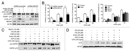 Figure 8. Andro-induced mitophagy is responsible for inhibition of the NLRP3 inflammasome. (A and B) THP-1 cells were transfected with control shRNA or shRNA targeting BECN1. After 48 h, LPS-primed THP-1 cells were treated with Andro for 1 h, followed by 1 h incubation with 5 mM ATP. The effects of Andro on CASP1 activation (A) and IL1B maturation (B) were measured by western blotting and ELISA, respectively. *P < 0.05, **P < 0.01 vs. control group. (B–D) LPS-primed THP-1 cells were incubated with the autophagy inhibitors 3-MA (5 mM), chloroquine (CQ, 25 μM), Baf A1 (10 nM), or NH4Cl (20 mM) for 1 h, followed by Andro treatment for 1 h, and then stimulated with ATP for 1 h. The effects of Andro on IL1B maturation (B), CASP1 activation (C), and LC3 expression (D) were measured by ELISA and western blotting, respectively. Data shown in (B) are mean ± SEM of 3 different experiments. Data shown in (A, C, and D) are representative of 3 experiments. Andro, andrographolide.