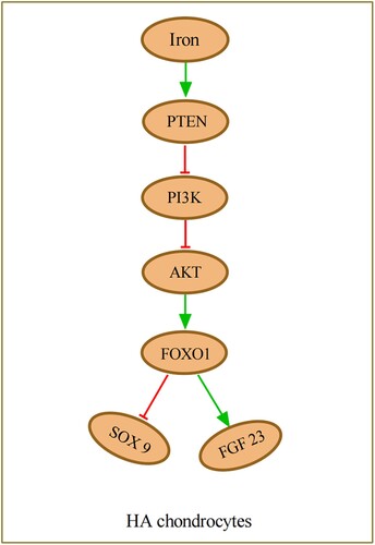 Figure 3. PTEN is up-regulated by iron stimulation and acts as a repressor of the PI3K/AKT pathway, which increases the expression of FOXO1, leading to highly expressed FGF23 and lowly expressed SOX9 in HA chondrocytes. HA, haemophilic arthritis.