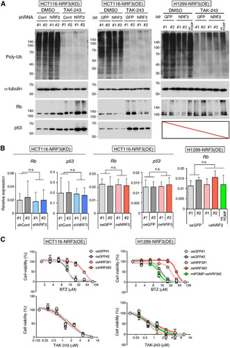 FIG 5 NRF3 contributes to the ubiquitin-dependent degradation of the Rb and p53 proteins and resistance to BTZ in a POMP gene expression-dependent manner. (A) Impacts of NRF3 and POMP on the ubiquitin (Ub)-independent degradation of the Rb and p53 proteins. Each protein was detected by immunoblotting after 24 h of treatment with 10 μM TAK-243, a ubiquitin-activating enzyme E1 inhibitor. DMSO was used as a control. POMP-ARE mutant mtPOMP-oeNRF3#2 cells were also used to check the impact of the defect on the NRF3-increased 20S proteasome. (B) Impacts of NRF3 and POMP on mRNA levels of Rb and p53. Rb and p53 mRNA levels of the indicated stable cells were assessed by RT-qPCR. POMP-ARE mutant mtPOMP-oeNRF3#2 cells were also used to check the impact of the defect on the NRF3-increased 20S proteasome. n.s., not significant (n = 3; means + SD) (determined by ANOVA followed by a Tukey test). (C) Impacts of NRF3 and POMP on resistance to a proteasome inhibitor, BTZ, or a ubiquitin-activating enzyme E1 inhibitor, TAK-243. Viabilities of NRF3 overexpression HCT116 or H1299 cells were assessed by WST-1 assays after 24 h of treatment with the indicated concentrations of BTZ (top) or TAK-243 (bottom). POMP-ARE mutant mtPOMP-oeNRF3#2 cells were also used to check the defect’s impact on the NRF3-POMP axis (n = 3; means ± SD).