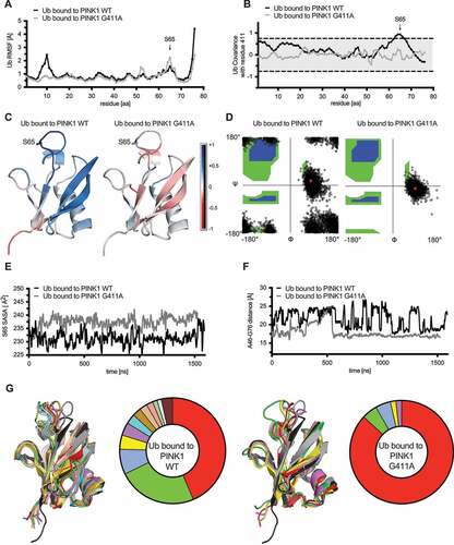 Figure 7. Ub bound to PINK1G411A adopts a C-terminal retracted conformation. (A) RMSF are shown for the substrate Ub bound to either WT PINK1 (black) or PINK1G411A (gray). Residue S65 of Ub is highlighted with an arrow. (B) Analysis of correlated motions between position 411 of PINK1 and all residues within the substrate Ub bound to WT PINK1 (black) or PINK1G411A (gray). (C) Heatmap presentation of correlated motions mapped onto the Ub structures bound to WT PINK1 (left) or PINK1G411A (right) highlights the reduced covariance of Ub in complex with the PINK1 variant. The structures are colored on a five-point covariance scale from dark (−1.0) and light red (−0.5) to white (0) to light (+0.5) and dark blue (+1.0). (D) Shown are distributions of all Ramachandran angles adopted by Gly10 during the simulation of Ub bound to WT PINK1 (left) or PINK1G411A (right). The Ramachandran angles of Gly10 from either the common (1UBQ) or the minor Ub conformation (6EQI) are represented by the red dots almost centered within the clouds observed for WT PINK1 or PINK1G411A, respectively. (E) The solvent accessible surface area (SASA) for S65 was calculated across every frame for the entire simulation of Ub bound to WT PINK1 (black) or PINK1G411A (gray). Shown are the 5 nsec moving average. (F) Proximity measures between Ala46 and Gly76 of Ub bound to WT PINK1 (black) or PINK1G411A (gray). Depicted are the 5 nsec moving average of the distance. (G) Ub conformations were sorted using the Quality Threshold algorithm with heuristically determined RMSD cutoffs to obtain a reasonable number of total clusters, with minimum cluster size approximately 1% of the frames, and rejection rate less than 5%. Shown is an overlay of the center frames of the main clusters for WT PINK1 (left) and PINK1G411A (right) together with the common Ub conformation (1UBQ) in black and the minor Ub-CR structure (6EQI) in gray. Ser65 is shown in ball and stick model for these structures as a reference point. The center frame of each unique cluster was subjected to energetics calculation using FoldX and the raw score was weighted by the percentage of frames represented by that particular cluster. The color-matched pie chart depicts the frequencies of each cluster. The respective raw and weighted ΔG values of the interaction between PINK1 and Ub from each cluster can be found in Table S2.