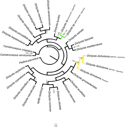 Figure 1. Phylogenetic tree based on psbA sequences, presenting a consensus topology estimated by Maximum Likelihood (ML) and Bayesian Inference (BI) analyses. The numbers associated with each branch represent the statistical support values (only values above 95% are shown), where the first is the bootstrap values from ML and the second is the posterior probability from BI.