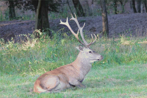 Figure 1. Mesola stag with antlers showing the peculiar fan-like crown shape. Picture by Stefano Mattioli.