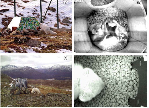 Figure 2. (a) Artificial den used within enclosures and at release sites. (b) Wooden box as seen through the monitoring system. (c) Food dispenser used within enclosures and in the release areas. (d) Arctic fox inside a feeding dispenser.