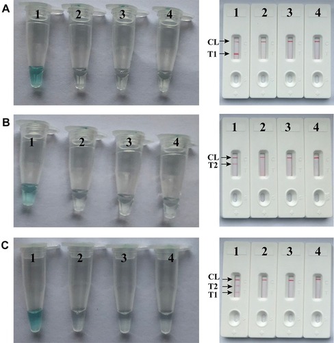 Figure 2 Detection and confirmation of nuc- and mecA-LAMP products. A (left), B (left) and C (left), Color change of nuc-, mecA- and multiplex LAMP tubes; A (right), B (right) and C (right), LFB applied for visual detection of nuc-, mecA- and multiplex LAMP products. Tube A1, B1 and C1, positive amplification; tube A2, B2 and C2, negative amplification (S. pneumonia), tube A3, B3 and C3, negative amplification (L. monocytogenes), tube A4, B4 and C4, negative control (DW); Biosensor A1, B1 and C1, positive amplification; biosensor A2, B2 and C2, negative amplification (S. pneumonia), biosensor A3, B3 and C3, negative amplification (L. monocytogenes), biosensor A4, B4 and C4, negative control (DW).