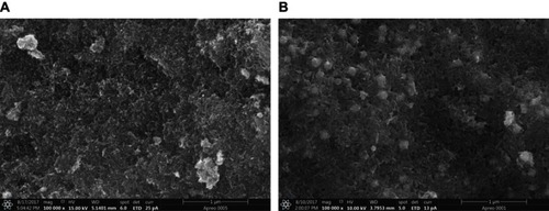 Figure 3 SEM images (A) free iron oxide nanoparticles and (B) Himalayan honey loaded iron oxide nanoparticles. This illustrates the loading of honey on nanoparticles as suggested by the UV spectra.Abbreviations: SEM, scanning electron microscope; UV, ultraviolet.