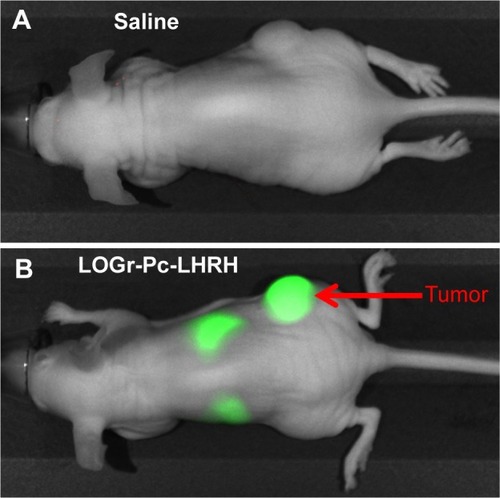 Figure 7 In vivo NIR fluorescence imaging of nude mice bearing A2780/AD tumor after IV injection of saline (A) and LOGr-Pc-LHRH (B) at 12 hours postinjection, using the Li-COR Pearl® Animal Imaging System (LI-COR Biosciences Inc, Lincoln, NE, USA).Abbreviations: IV, intravenous; LHRH, luteinizing hormone-releasing hormone; LOGr, low-oxygen graphene; NIR, near-infrared; Pc, phthalocyanine.