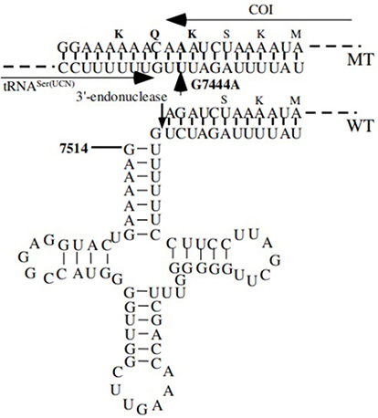 Figure 7 Location of deafness-associated variants in tRNASer(UCN) and adjacent CO1. Arrow indicated the m.G7444A variant in the precursor of this tRNA and adjacent sequence of CO1 from wild-type (WT) and mutant (MT).
