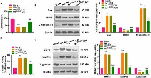 Figure 2. Overexpression of CAB39 facilitated M1 to M2 polarization of macrophages and attenuated IL-1β-mediated chondrocyte injury.